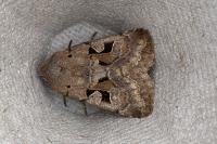 Orthosia gothica