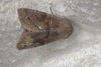 Orthosia incerta