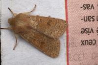 Orthosia miniosa