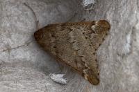 Alsophila aescularia