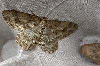 Ectropis crepuscularia