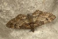 Gymnoscelis rufifasciata