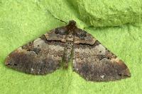 Earophila badiata
