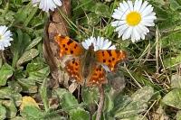 Polygonia c-album