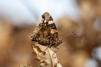 Vanessa atalanta