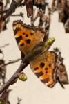 Nymphalis polychloros