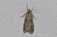 Diurnea fagella