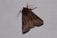 Cerastis rubricosa