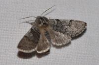 Achlya flavicornis