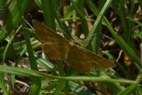 Idaea ochrata