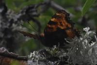 Nymphalis polychloros