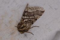 Lycia hirtaria