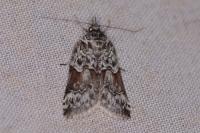 Nycteola siculana