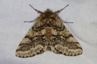 Lycia hirtaria