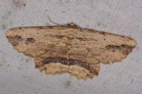 Menophra abruptaria