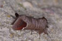 Clostera curtula