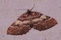 Earophila badiata