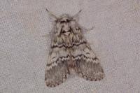 Drymonia ruficornis