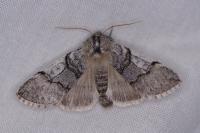 Achlya flavicornis