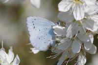 Celastrina argiolus