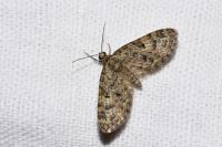 Eupithecia dodoneata