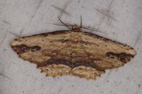 Menophra abruptaria