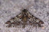 Biston strataria