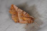 Selenia dentaria
