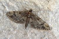 Gymnoscelis rufifasciata