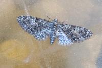 Eupithecia abbreviata