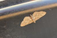 Gymnoscelis rufifasciata