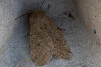 Orthosia cruda