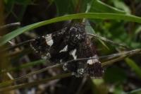 Tyta luctuosa