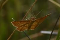 Idaea ochrata