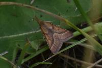 Synaphe punctalis