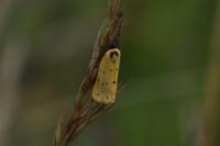 Setina irrorella
