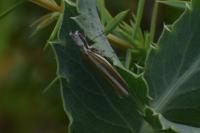 Pleurota aristella