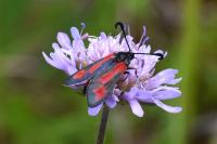 Zygaena sarpedon