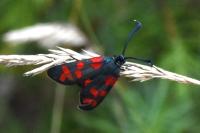 Zygaena transalpina
