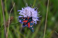 Zygaena ephialtes