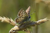 Lycaena tityrus