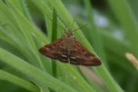 Pyrausta despicata