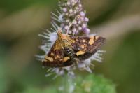 Pyrausta purpuralis