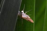 Parapoynx stratiotata