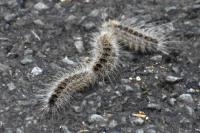 Thaumetopoea processionea