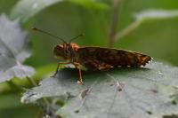Melitaea phoebe