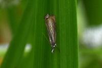 Chrysoteuchia culmella