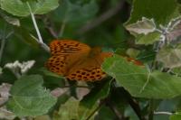 Argynnis paphia