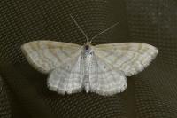 Idaea macilentaria