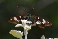 Limenitis reducta